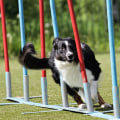 Dog Arthritis Treatment: Can Dogs Still Participate in Sports and Agility Training?