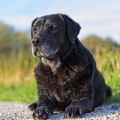 The Possibility of Full Recovery from Dog Arthritis: An Expert's Perspective