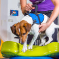 The Benefits of Physical Therapy for Dog Arthritis Treatment