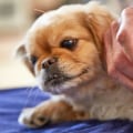 Effective Home Remedies for Dog Arthritis Treatment