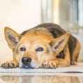 Managing Arthritis Symptoms in Dogs: Expert Tips