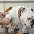 Understanding Dog Arthritis: Diagnosis and Treatment