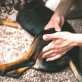 The Long-Term Effects of Dog Arthritis and the Importance of Proper Treatment