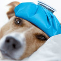 The Benefits of Cold and Heat Therapy for Dogs with Arthritis