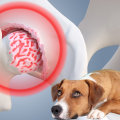 The Truth About Dog Arthritis Treatment: Is Surgery Ever Necessary?