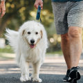 The Best Exercises for Dogs with Arthritis