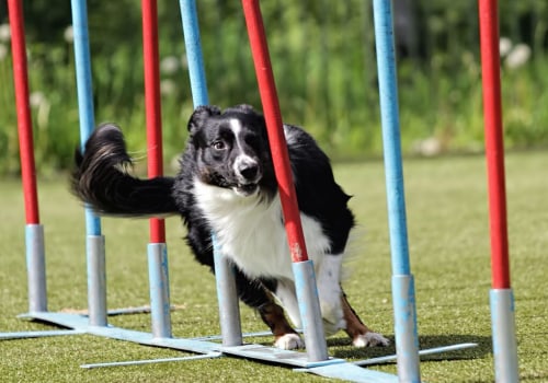 Dog Arthritis Treatment: Can Dogs Still Participate in Sports and Agility Training?