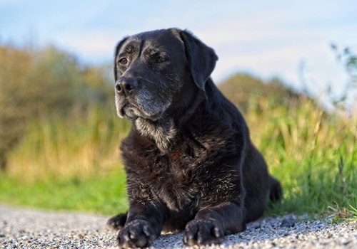 The Possibility of Full Recovery from Dog Arthritis: An Expert's Perspective