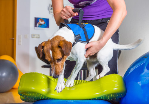 The Benefits of Physical Therapy for Dog Arthritis Treatment