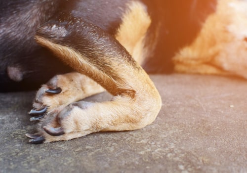 The Role of Diet in Managing Dog Arthritis