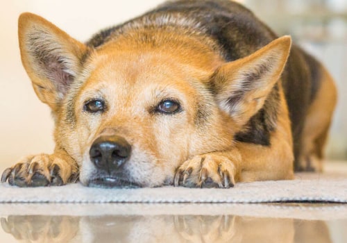 Managing Arthritis Symptoms in Dogs: Expert Tips