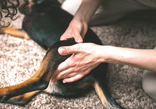 The Long-Term Effects of Dog Arthritis and the Importance of Proper Treatment