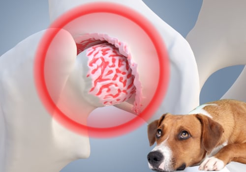 Understanding the Signs of Worsening Arthritis in Dogs