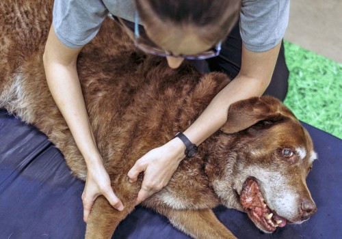 The Truth About Dog Arthritis Treatment: Is it Safe to Give Over-the-Counter Pain Relievers?