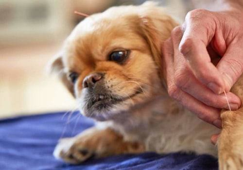 Managing Dog Arthritis: What to Do When Treatment Doesn't Work