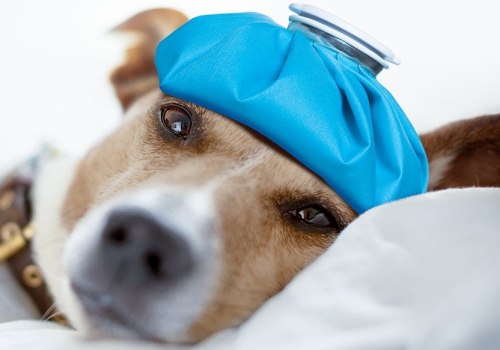 The Benefits of Cold and Heat Therapy for Dogs with Arthritis