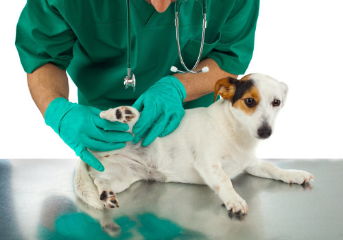 Understanding Dog Arthritis Treatment: Is it Hereditary?