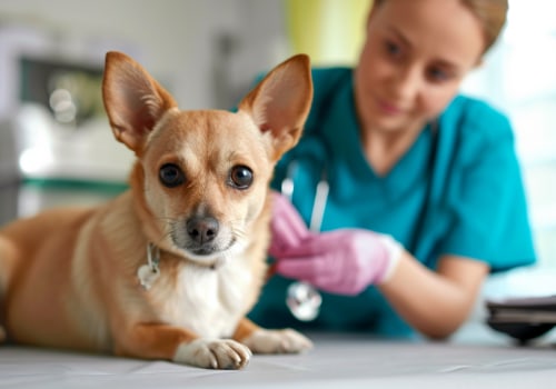 The Importance of Regular Vet Visits for Dog Arthritis Treatment