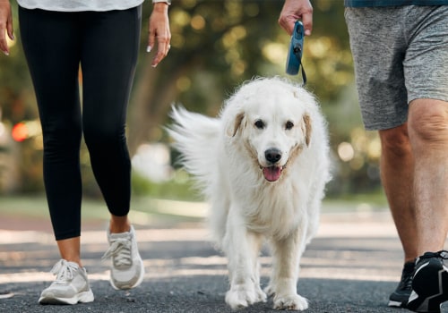 The Best Exercises for Dogs with Arthritis